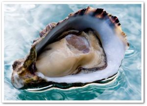 Buy Fresh Oysters Perth – Larner’s Oyster Supply